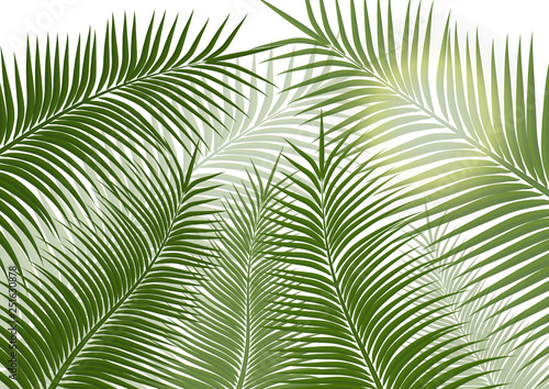 Tropical background. Realistic palm tree leaves. Exotic beauty for travel Design  promotion and marketing. Vector illustration - Vector graphics