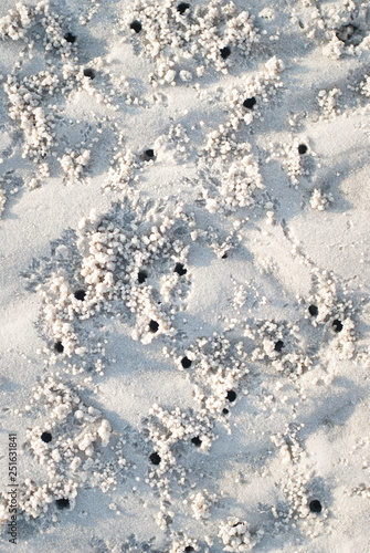 Sandy beach background with crab traces. Detailed sand texture