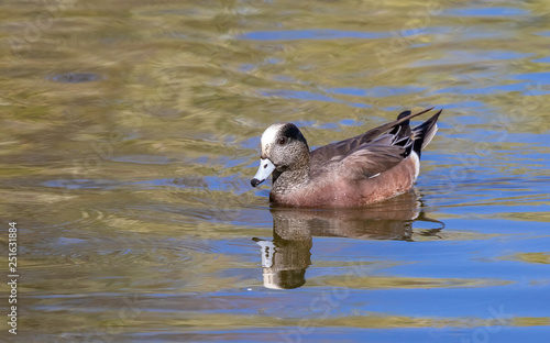 American wigeon on pond, Albuquerque, New Mexico