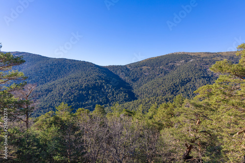 beautiful landscape with blue sky, green pine tree forest in mountains of Fuenfria Valley, in Natural Park of Guadarrama (Cercedilla, Madrid, Spain, Europe)