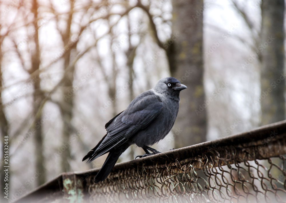 Fototapeta premium Black crow sits on the fence. Wild birds, park, nature protection