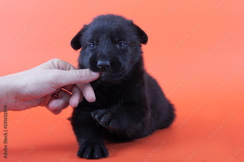 Puppy bites hands. Playful puppy. Dog breed East European shepherd.