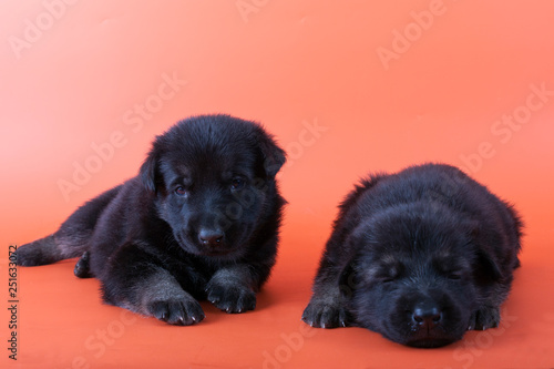 Fototapeta Naklejka Na Ścianę i Meble -  Two funny puppies lie next to each other on an orange background. The East-European shepherd