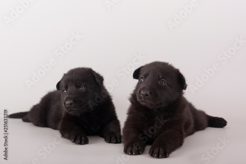Two funny puppies lie next to each other on a gray background. East European shepherd. After