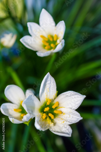 decorative white flower rain lily Zephyranthes grandiflora