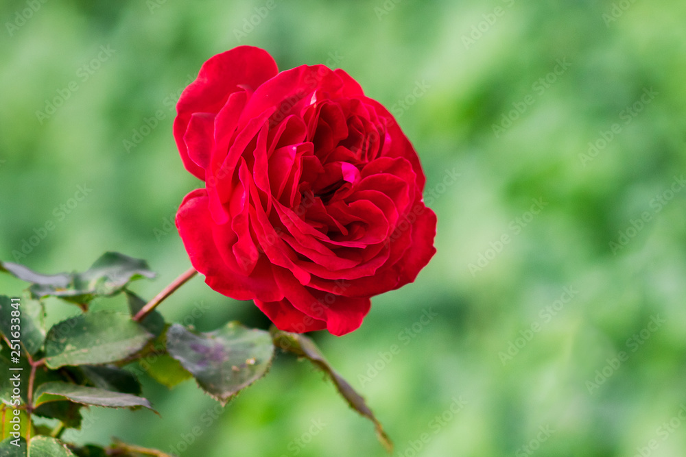 Red rose on a green blurry background during the flowering period_