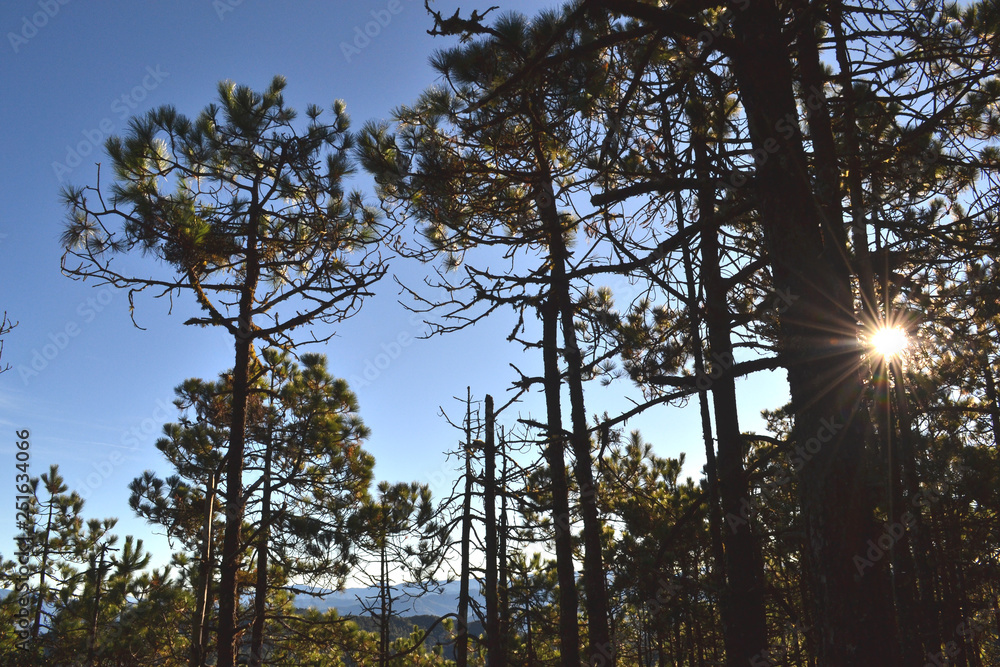 Fototapeta premium Árboles en el bosque