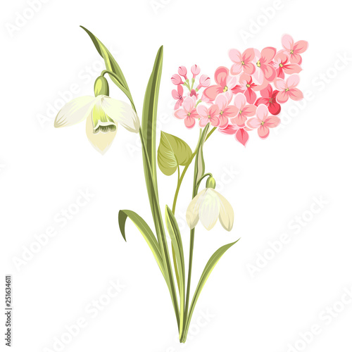 Purple Lilac flowers of syringa and white galanthus. Botanical illustration for spring bouquet. Spring time concept card with blooming flowers isolated over white background. Vector illustration.