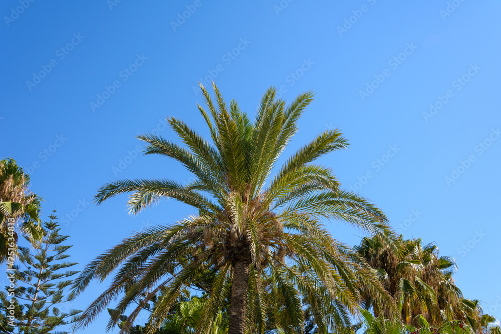 views of palm and southern pine on a background of blue sky views of palm and southern pine on a background of blue sky