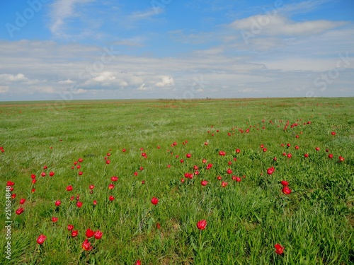 A field of red tulips blooms