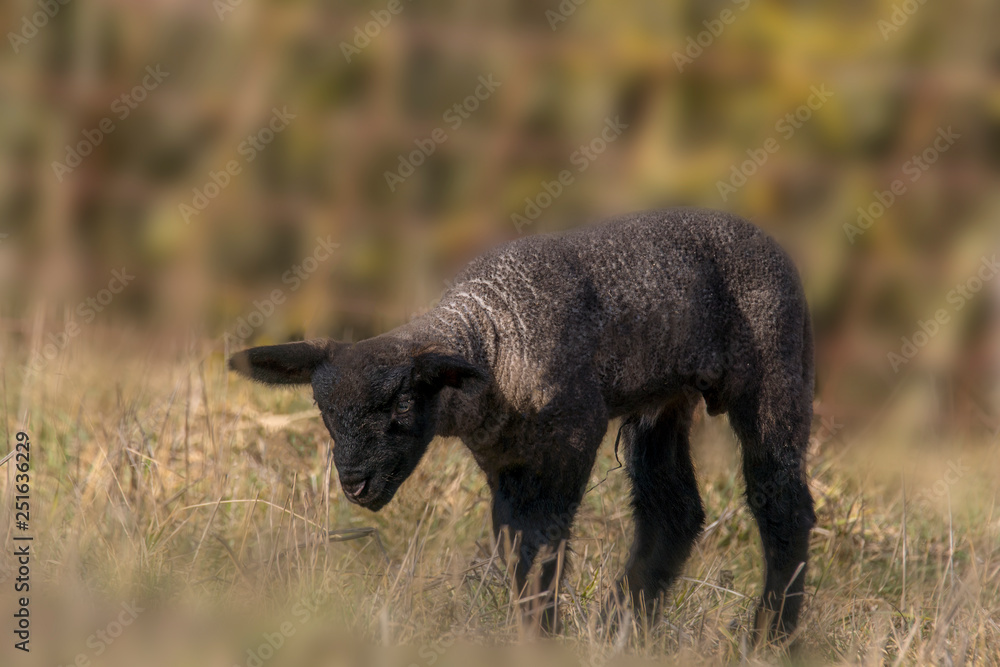 young new born black lamb explores the world