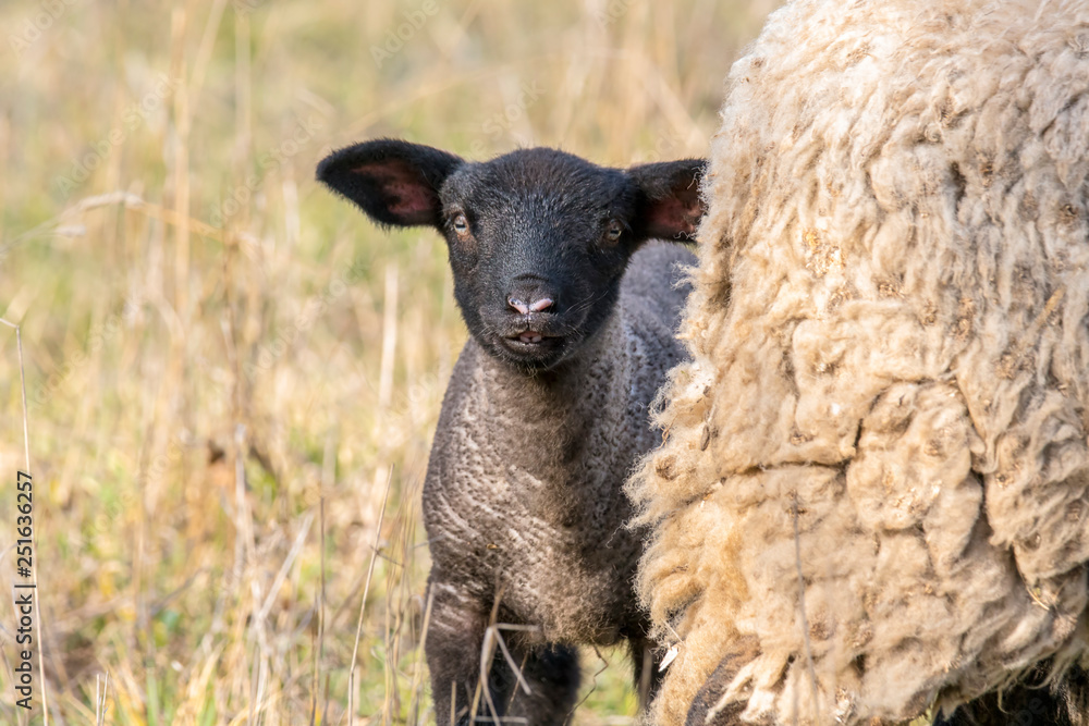 young new born black lamb explores the world young new born black lamb explores the world