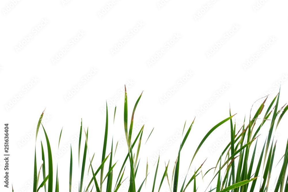 In selective focus wild grass leaves on white isolated background for green foliage backdrop In selective focus wild grass leaves on white isolated background for green foliage backdrop
