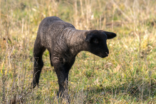 young new born black lamb explores the world