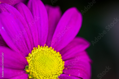 Beautiful bright purple and yellow chrysanthemum flowers  selective focus  macro