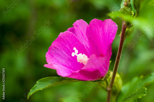Bright Hibiscus flower blooming in the tropical garden, in soft focus on natural green bokeh background