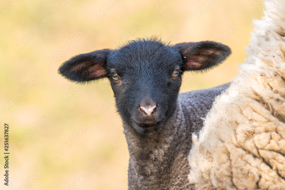 young new born black lamb explores the world young new born black lamb explores the world