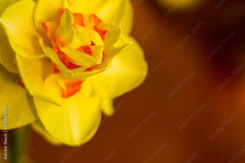 Amazing yellow huge bright daffodils in sunlight Amazing yellow huge bright daffodils in sunlight