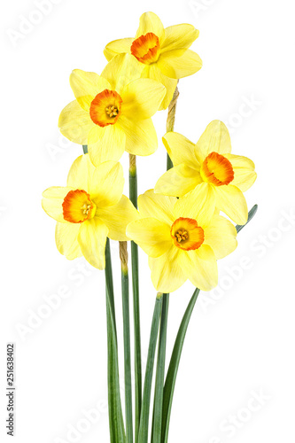 Wallpaper Mural Bouquet of yellow daffodils on a white background Torontodigital.ca