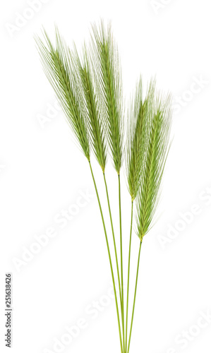 Green spikelets isolated on a white background