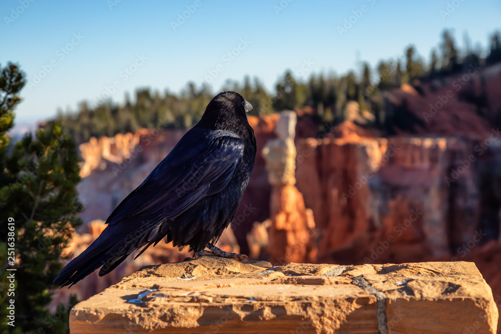 Fototapeta premium Large Black Common Raven in Bryce Canyon National Park, Utah, United States.