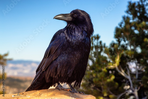 Large Black Common Raven in Bryce Canyon National Park, Utah, United States.