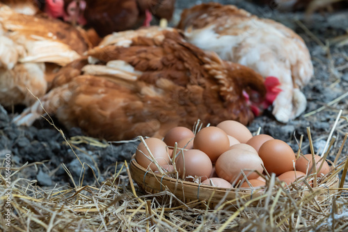Produce fresh chicken eggs from hens in the farm, for household consumption And sold to consumers, to chicken farmer concept.