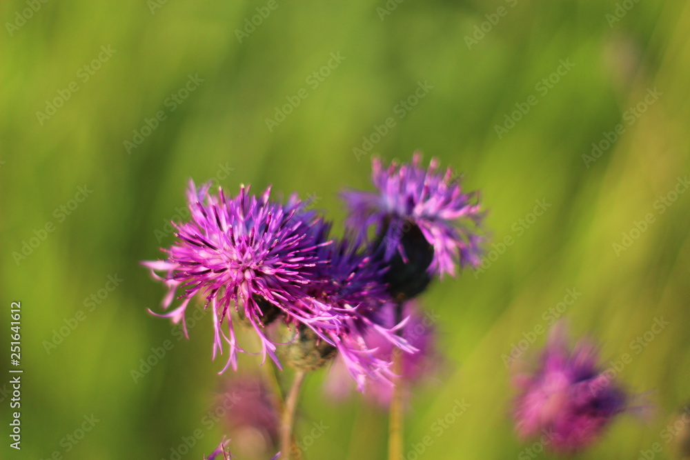 flower, flower,