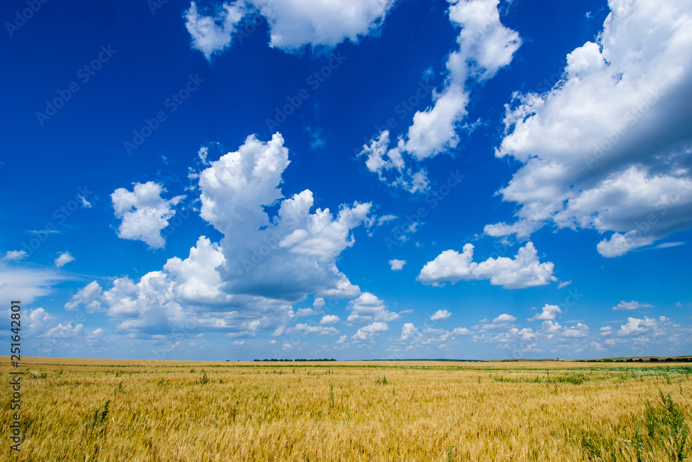 the vast field of Golden, ripe rye under a rich blue sky on which like floating clouds the vast field of Golden, ripe rye under a rich blue sky on which like floating clouds