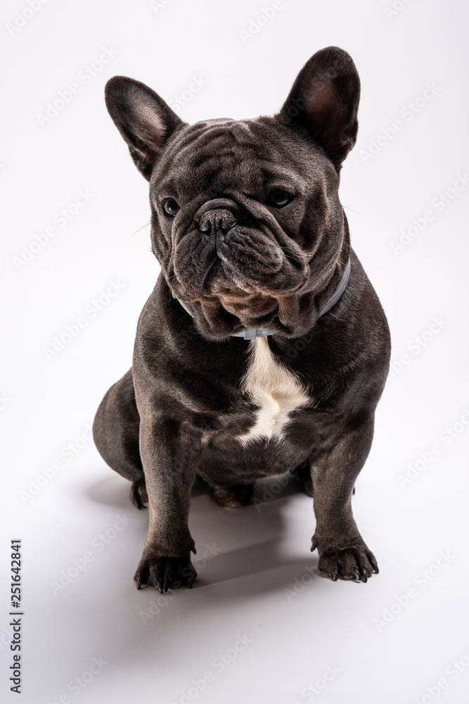 Portrait of a sitting blue french bulldog looking confused to the left side. Dog posing in the studio against white background