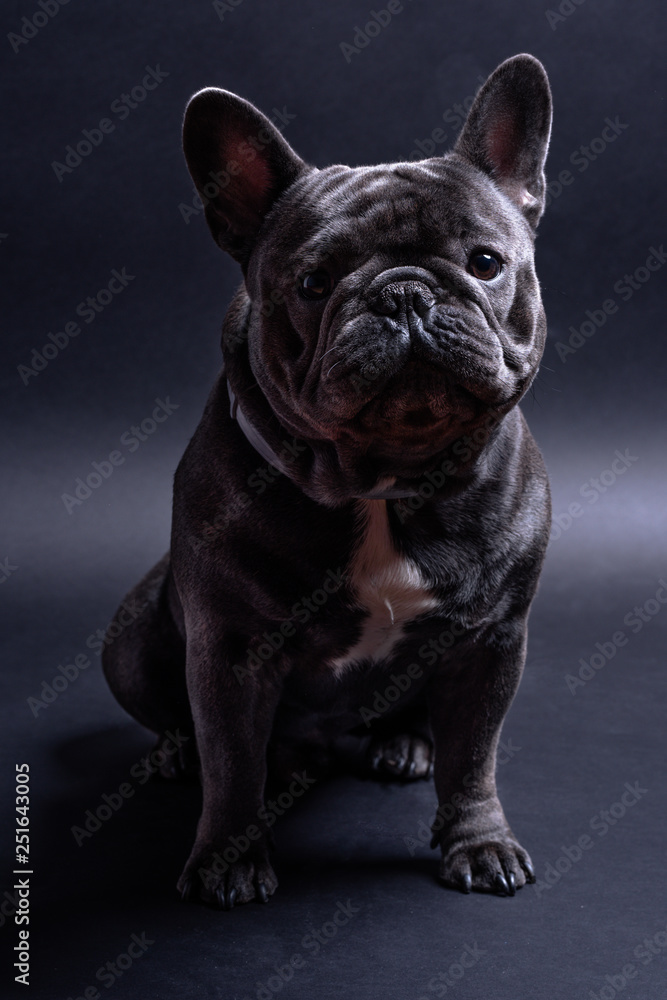 Portrait of a sitting blue french bulldog looking to the left side. Studio shot against dark background. Friendly breed loves to take shots in the studio