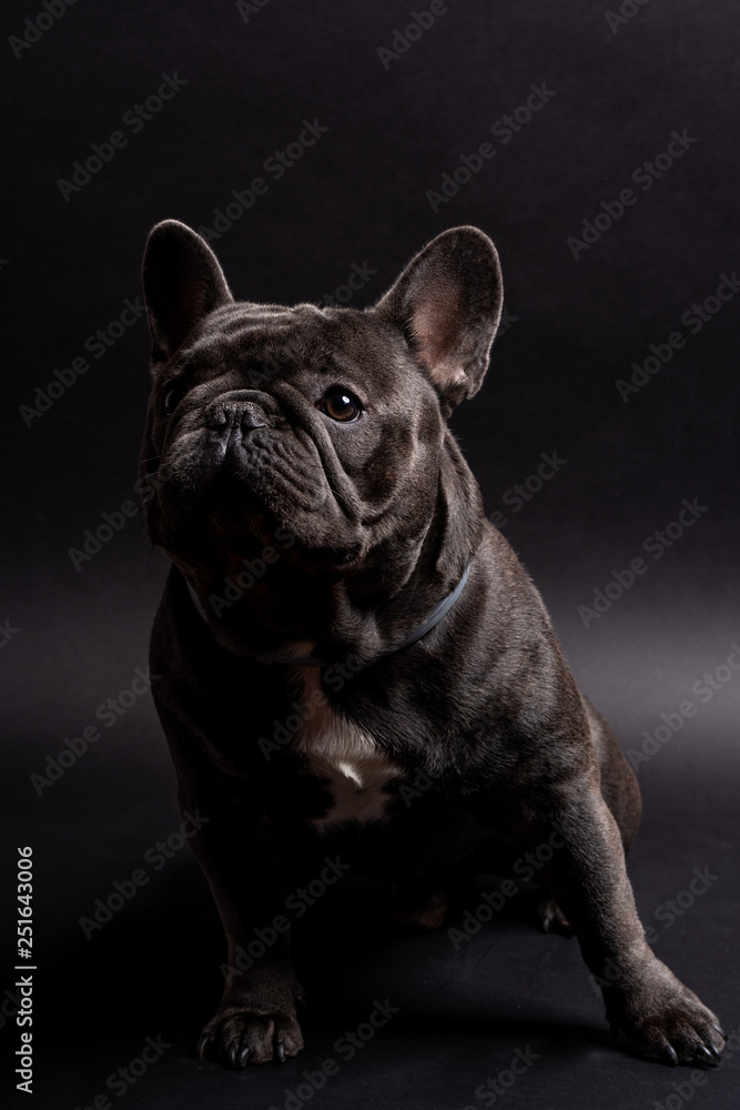Portrait of a sitting french bulldog looking confident to the left side. Shot against black background in the studio