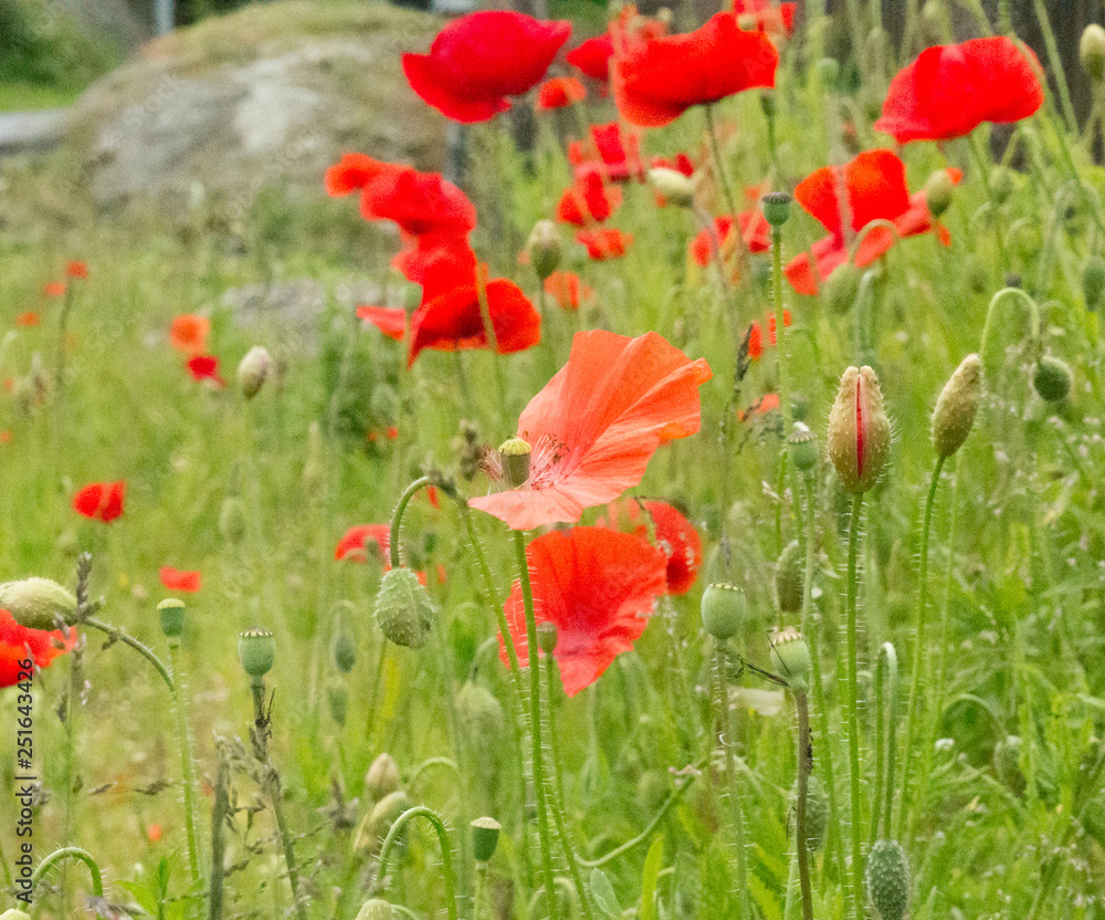 Orange and red poppyflowers Orange and red poppyflowers