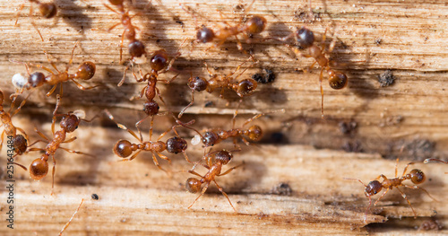 ants in spring © Perytskyy