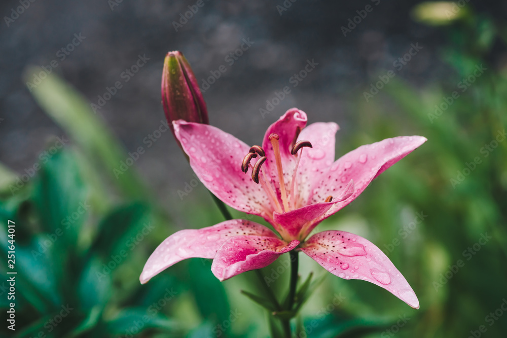 Beautiful flowering pink lily in macro. Amazing picturesque wet blooming flower close-up. Raindrops on colorful plant. Wonderful european perfume flower with dew drops. Droplets on pink petals. Beautiful flowering pink lily in macro. Amazing picturesque wet blooming flower close-up. Raindrops on colorful plant. Wonderful european perfume flower with dew drops. Droplets on pink petals.