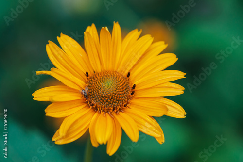 Colorful juicy yellow flower with orange center and vivid pleasant pure petals. Flowering jerusalem artichoke in macro. Blossoming helianthus tuberosus close-up. Beautiful flower of topinambur.