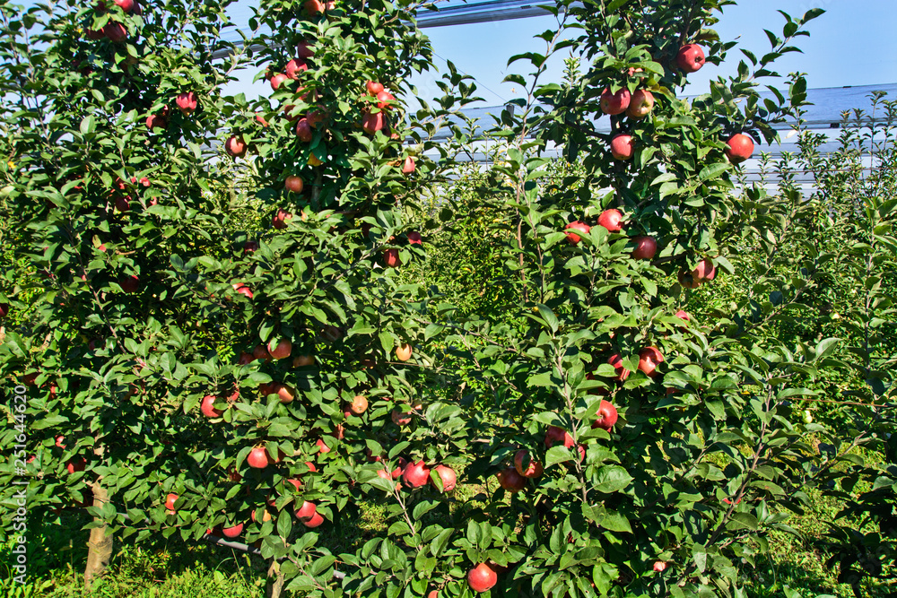 Plantation apples