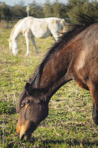 A white and a brown horses grazing on a field in Umbria (Italy).