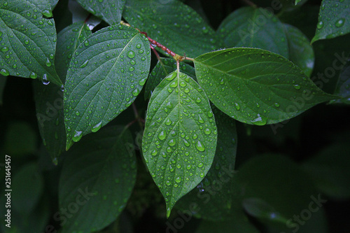 Wallpaper Mural Green dewy leaf leaves on a dark green background Torontodigital.ca