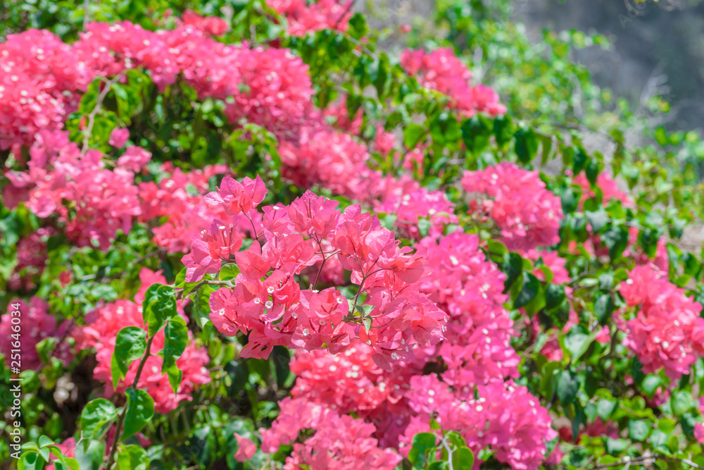 Background of blooming pink flowers in Bali