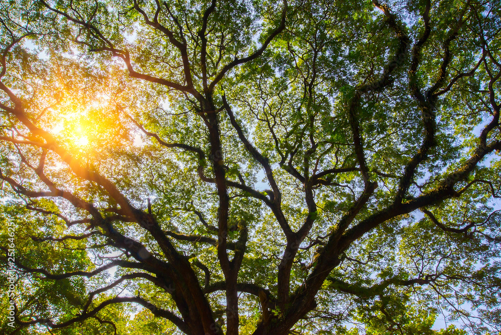 The branches of a large tree with sunlight The branches of a large tree with sunlight