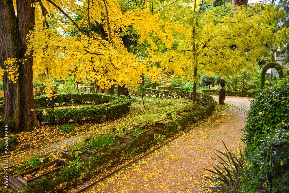 Naklejka premium The golden yellow leaves of an autumn or Fall garden in Granada, Spain