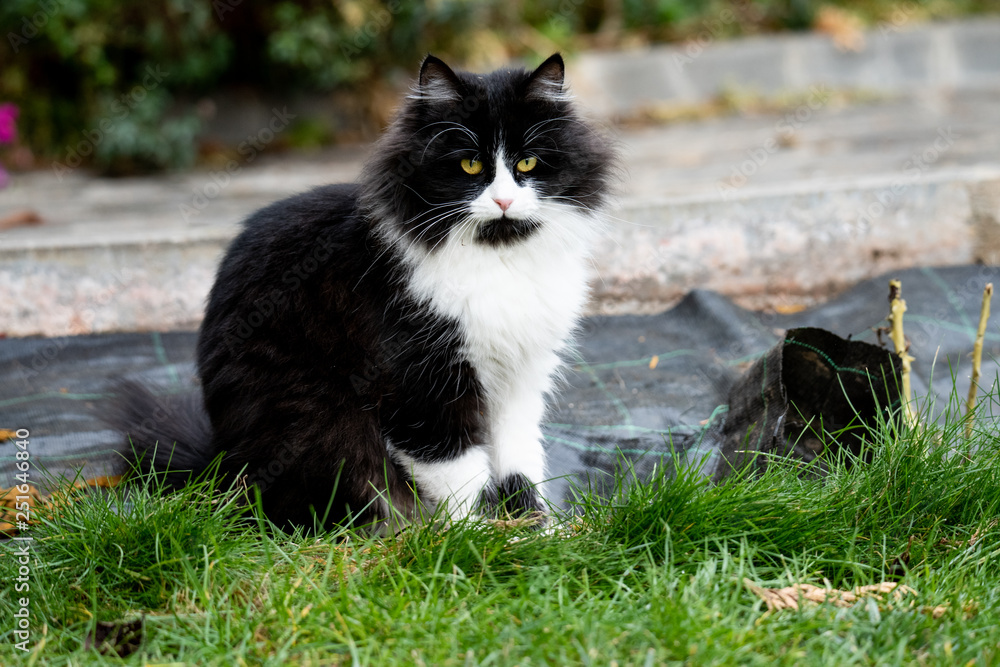 Adorable cute cat sitting in the garden on the green grass. Adorable chunky and chubby feline Adorable cute cat sitting in the garden on the green grass. Adorable chunky and chubby feline