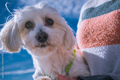 Maltese Dog . Happy dog, Domestic, pedigreed, At the sea
