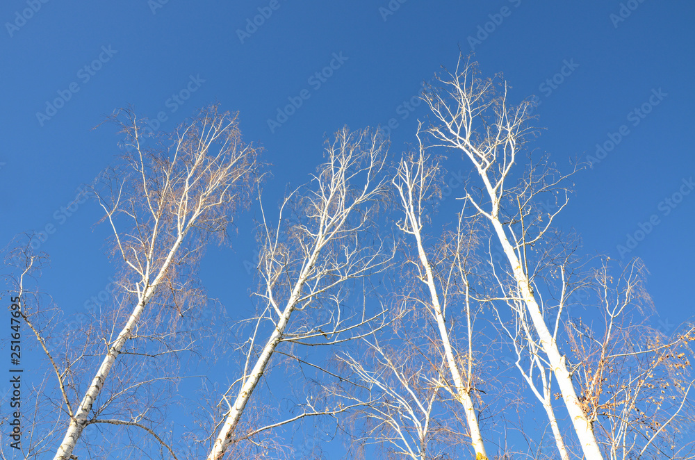 white birches against the blue sky white birches against the blue sky