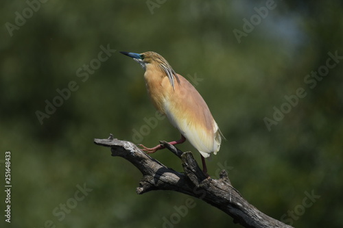 Squacco Heron (Ardeola ralloides) 