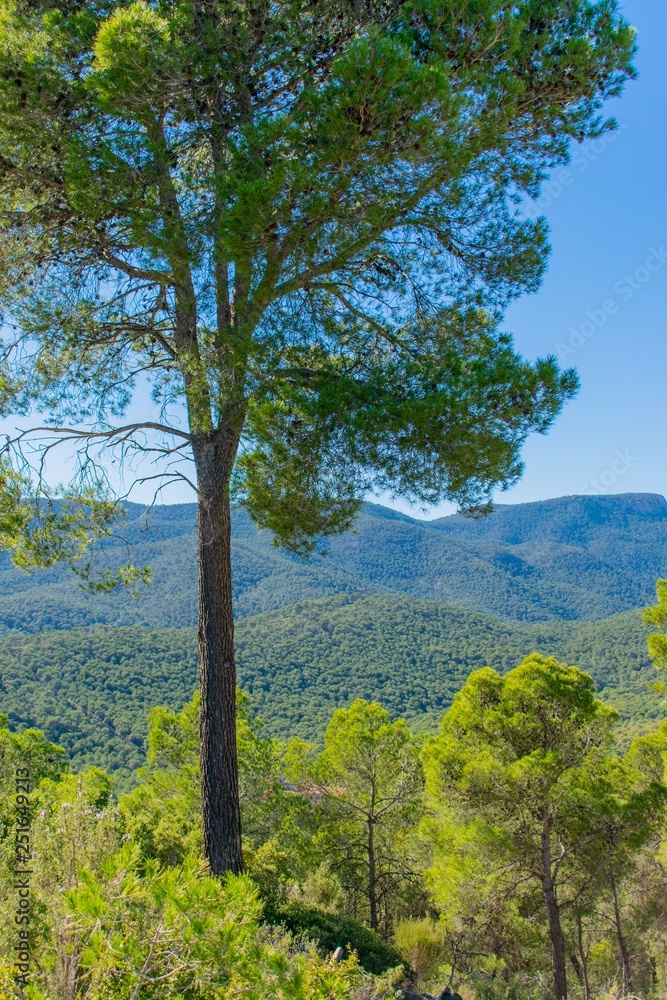 Obraz premium A lone tree on a hill overlooking the green forested hills and mountains in the background