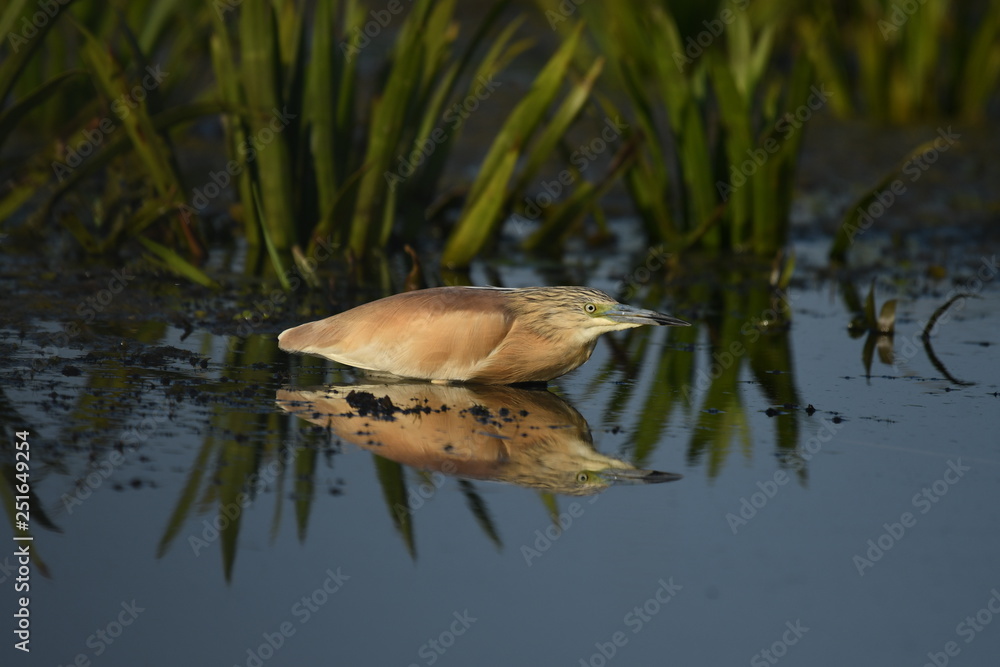 Fototapeta premium Squacco Heron (Ardeola ralloides) 