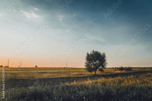 sunset in the meadow