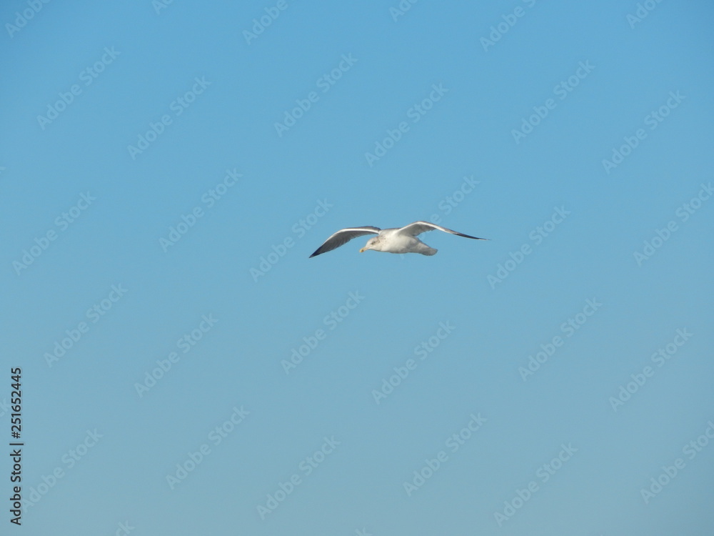 flight of a bird in the clear sky. flight of a bird in the clear sky.